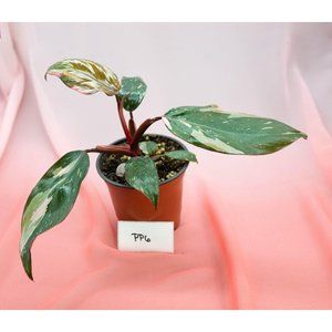 Pink Princess Philodendron 4" US Seller | RARE Pot